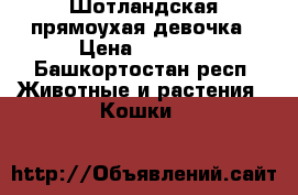 Шотландская прямоухая девочка › Цена ­ 2 500 - Башкортостан респ. Животные и растения » Кошки   